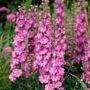 Delphinium Delgenius&trade; Chantay Larkspur