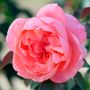 English Coral Grandiflora Rose