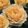 Golden Zest Shrub Rose