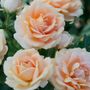 Champagne Dreams Floribunda Rose