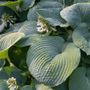 Hosta Elegans Plantain Lily