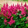Astilbe Veronica Klose False Spirea