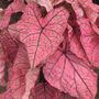 Caladium Spring Fling Bulbs