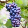 Vitis Concord Blue Seedless Grape