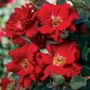 Cherry Float Climbing Rose