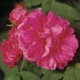 Autumn Damask Damask Rose