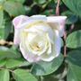 Marie van Houtte Tea Rose