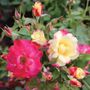 Campfire Floribunda Rose