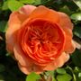 Double Ambre Floribunda Rose