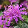 Monarda Balmy&trade; Lilac Bee Balm