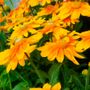 Rudbeckia Prairie Sun Black-Eyed Susan