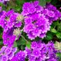 Verbena Homestead Purple Vervain