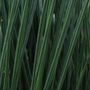 Juncus ColorGrass&reg; Blue Arrows Rush