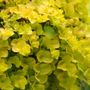 Lysimachia Creeping Jenny