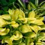 Hosta Maui Buttercups