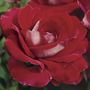Ronald Reagan Hybrid Tea Rose