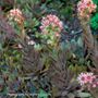 Sempervivum Purple Beauty Hens & Chicks