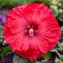 Hibiscus Summerific&reg; Valentines Crush Rose Mallow
