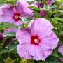 Hibiscus Summerific&reg; Lilac Crush Rose Mallow