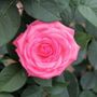 Canada Blooms Hybrid Tea Rose