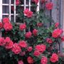 Felix LeClerc Climbing Rose