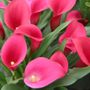 Zantedeschia Callafornia&reg; Red Calla Lily Bulb