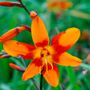 Crocosmia Emily McKenzie Falling Stars Bulbs