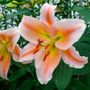 Lilium Salmon Party Oriental Lily Bulbs