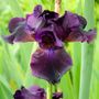 Iris Superstition