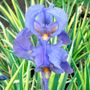 Iris Albo Variegata