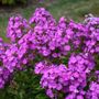 Phlox Garden Girls&reg; Cover Girl Garden Phlox