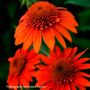 Echinacea Sombrero&reg; Fiesta Orange Coneflower
