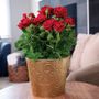 Red Rose Gift Plant