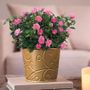 Pink Rose Gift Plant