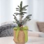 Colorado Blue Spruce Gift Tree