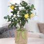 Meyer Lemon Gift Tree