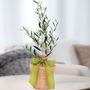 Olive Gift Tree