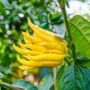 Citrus Buddhas Hand Citron Tree