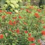 Bouvardia Estrellita&trade; Scarlet Firecracker Bush