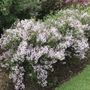 Deutzia Yuki Kabuki&trade;
