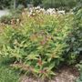 Diervilla Kodiak&reg; Red 2.0 Bush Honeysuckle
