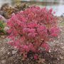 Euonymus Fire Ball Seedless&trade; Burning Bush