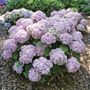 Hydrangea Wee Bit Innocent&trade; Bigleaf Hydrangea
