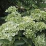 Hydrangea Fairytrail&trade; Green Cascade Hydrangea
