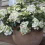 Hydrangea Fairytrail&trade; White Cascade Hydrangea