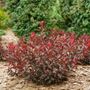 Prunus Stay Classy&trade; Sand Cherry