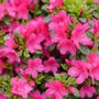 Rhododendron Perfecto Mundo Fuchsia Carpet&trade; Azalea