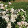 Rosa Flavorette Peard&trade; Edible Rose