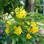 Tecoma Chicklet&reg; Gold Trumpet Bush