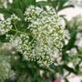 Viburnum Yardline&trade; Snowball Bush